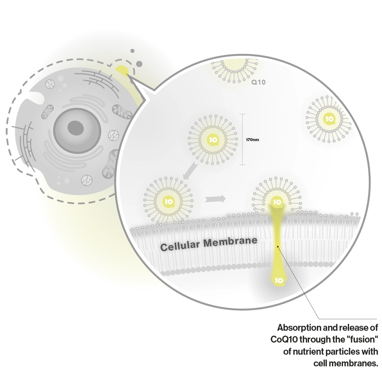 Cellular membrane